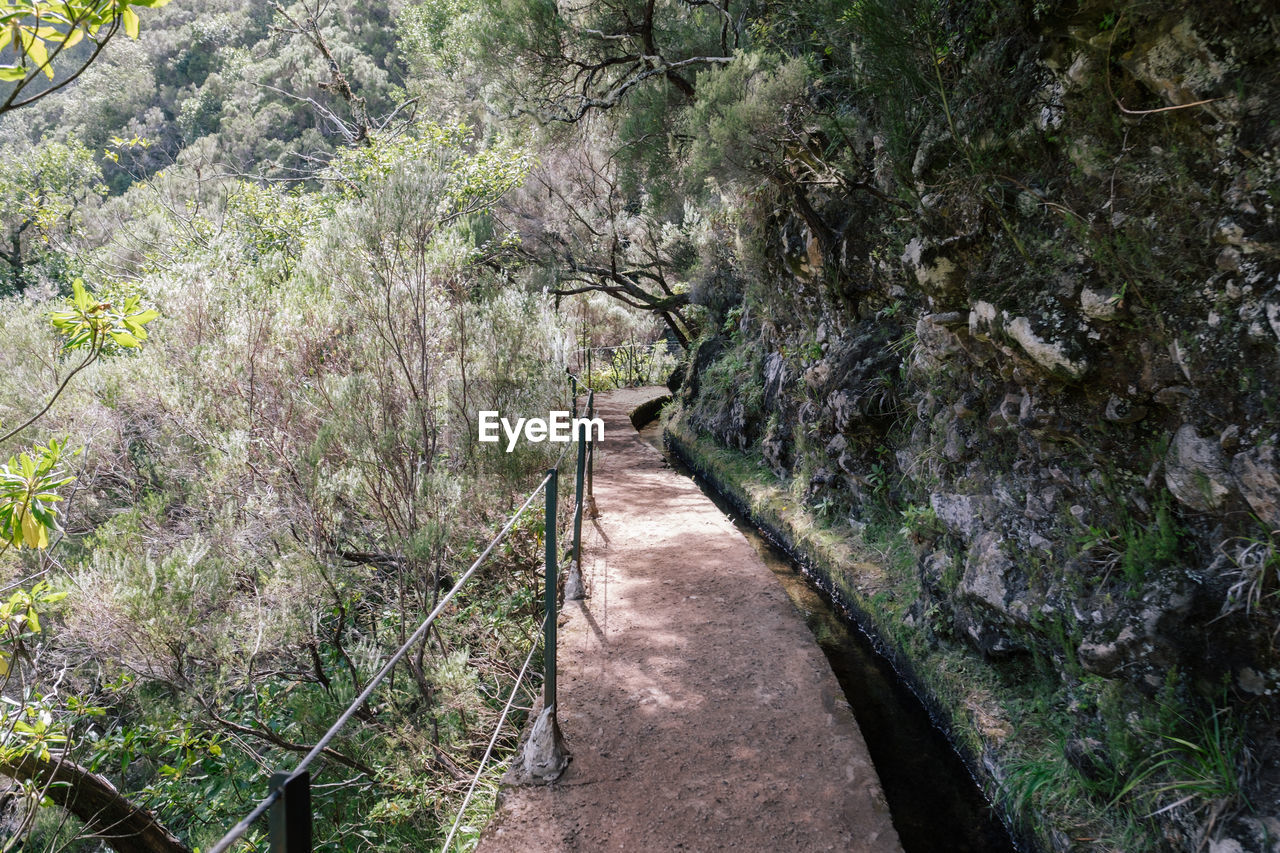 Footpath amidst trees in forest