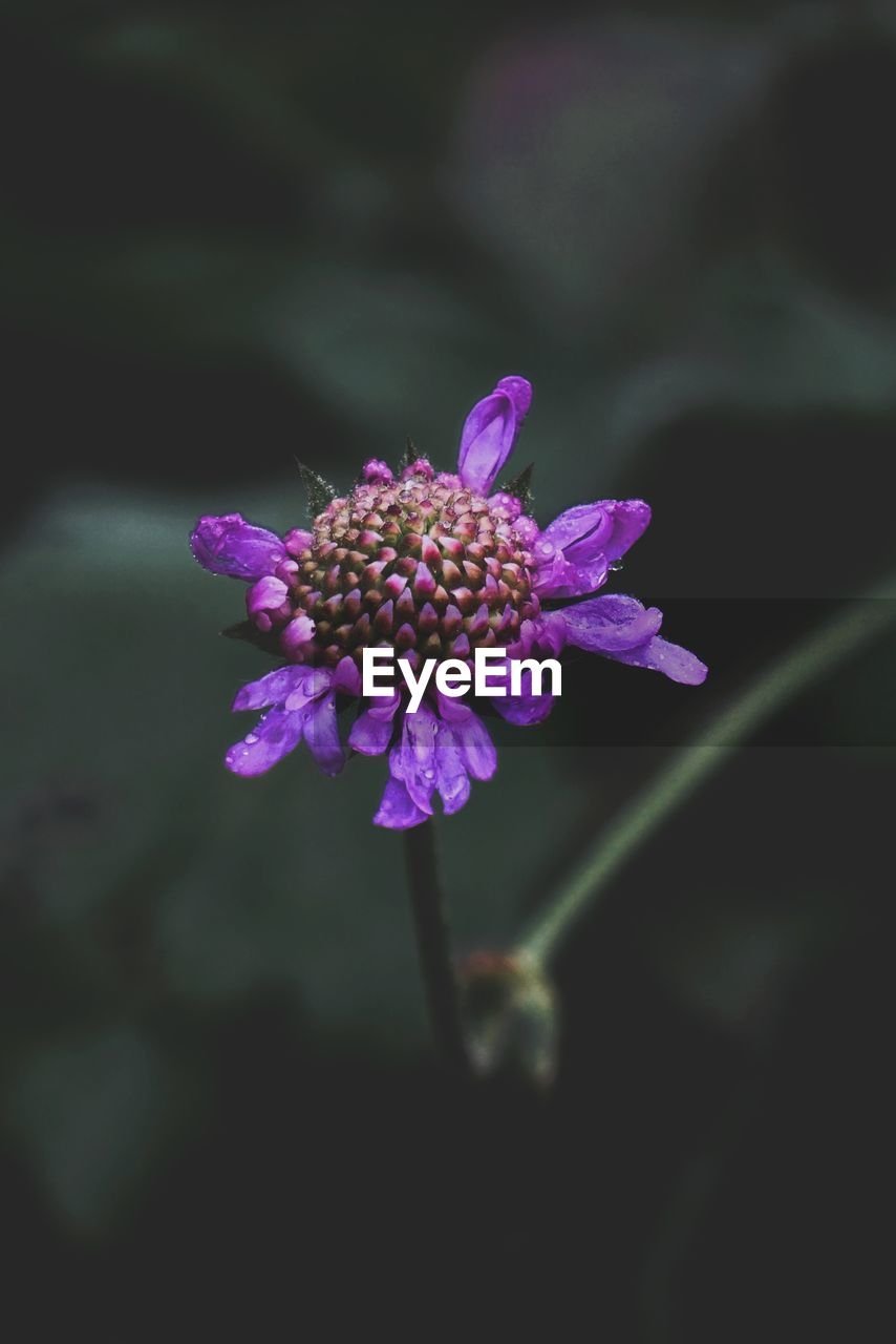 close-up of purple flowers