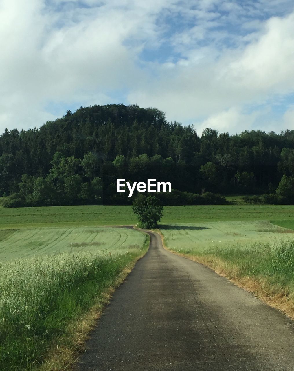 EMPTY ROAD ALONG TREES AND PLANTS