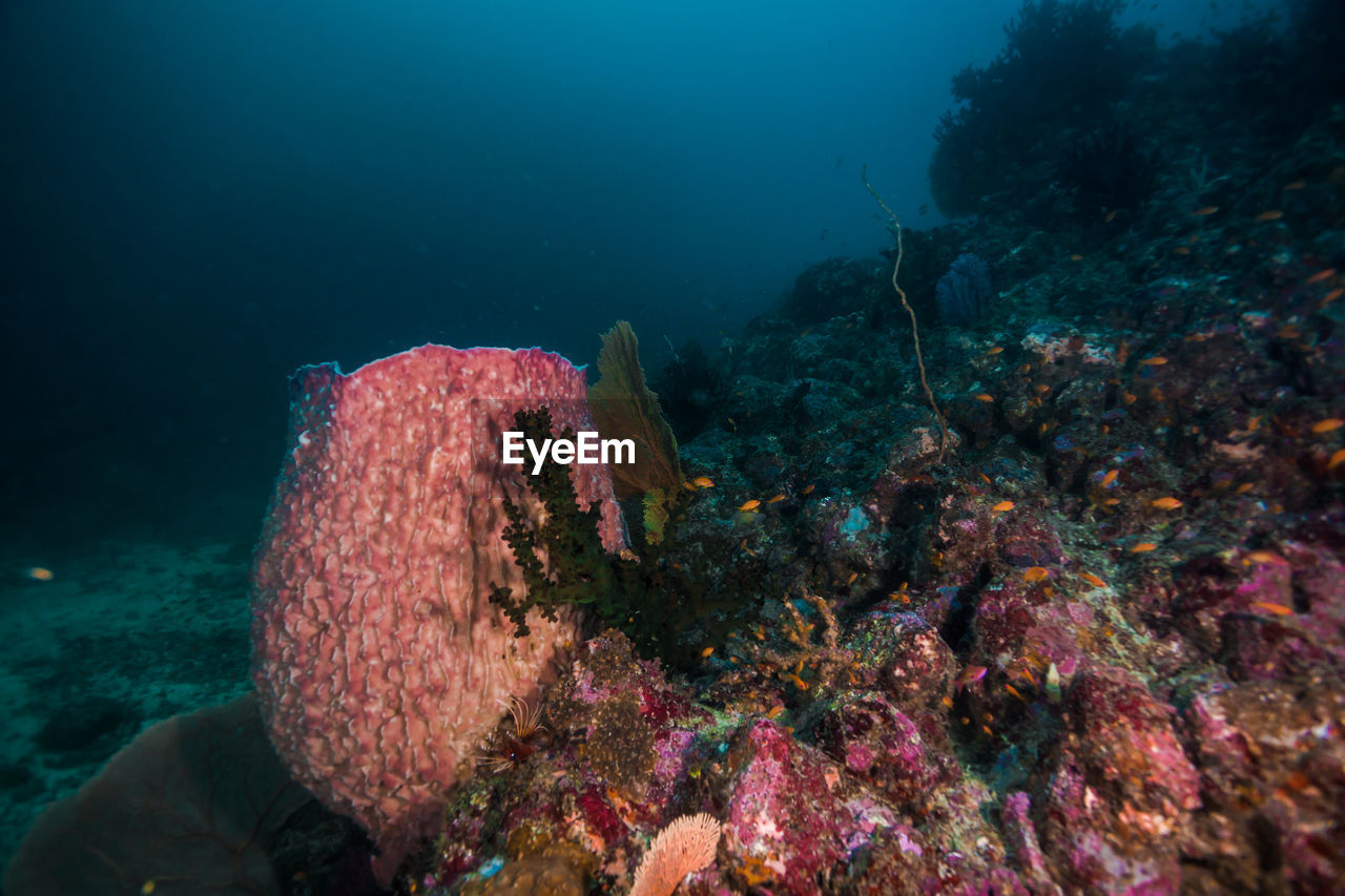 Healthy barrel sponge coral in the sea