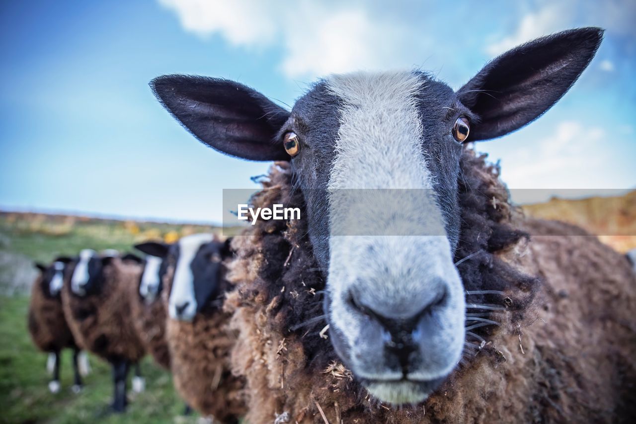 Close-up portrait of sheep on field against sky