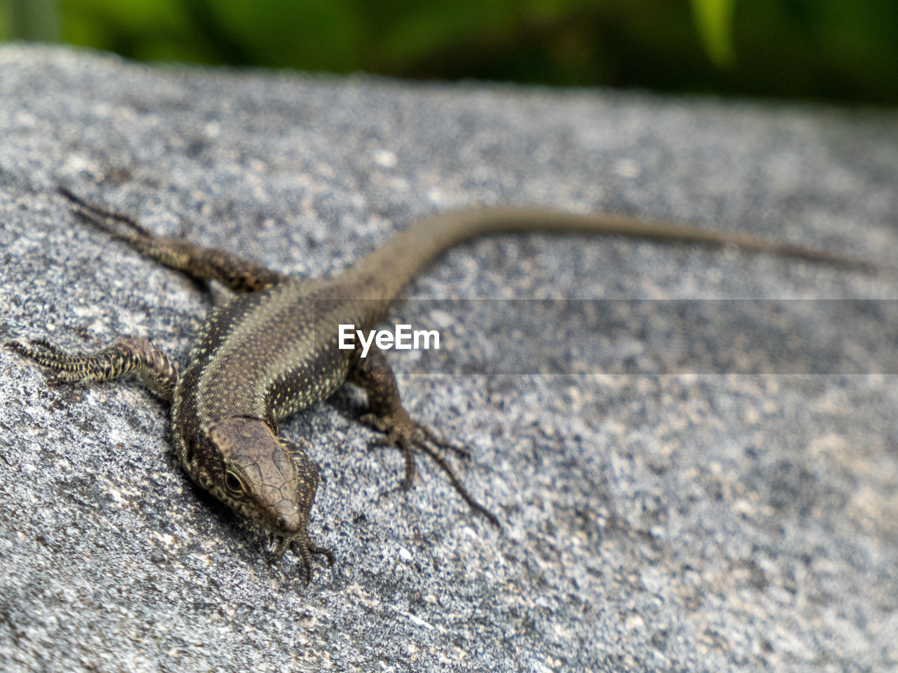 Close-up of lizard on rock