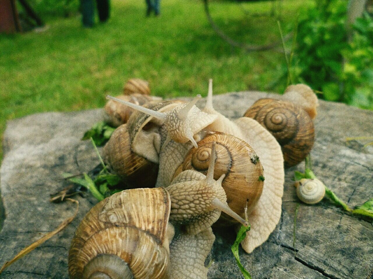 Close-up of snails