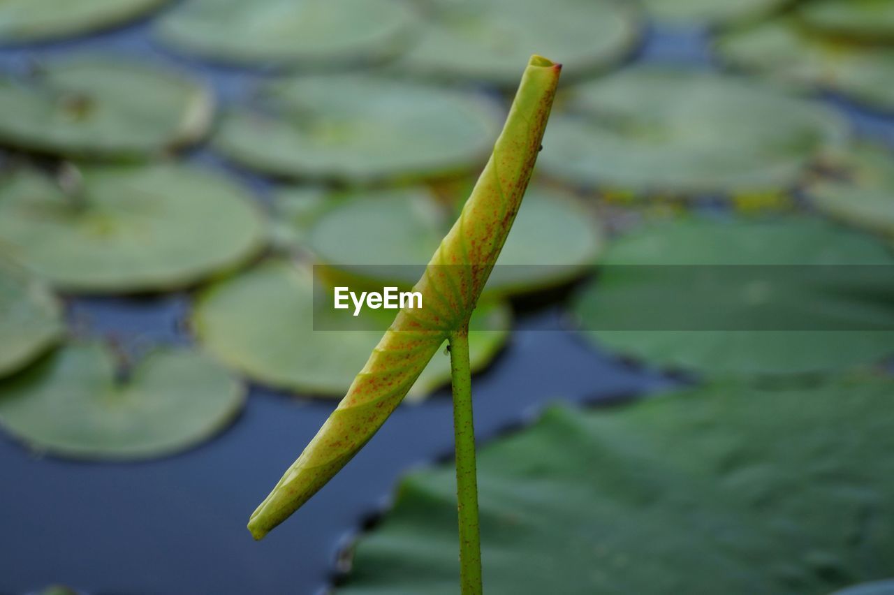 Close-up of folded water lily leaf