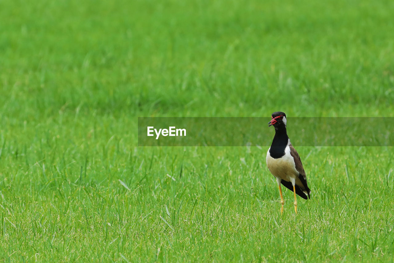 VIEW OF BIRD PERCHING ON GRASS