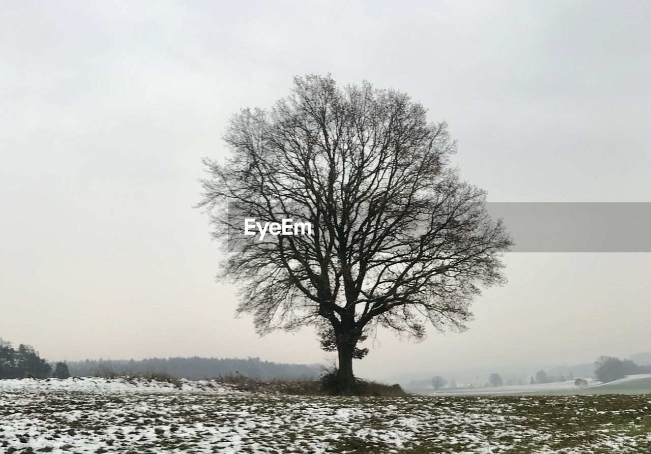 BARE TREES ON SNOW FIELD AGAINST SKY