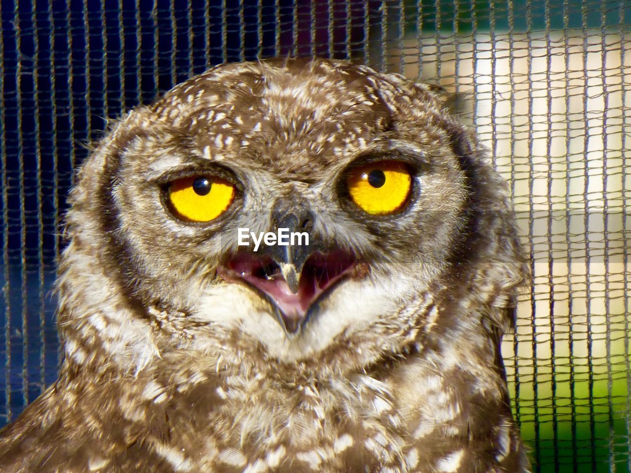 Close-up of owl in cage
