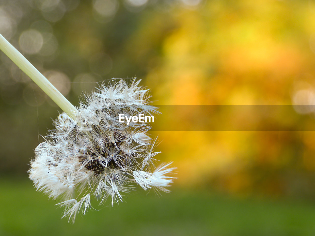 Close-up of dandelion against blurred background