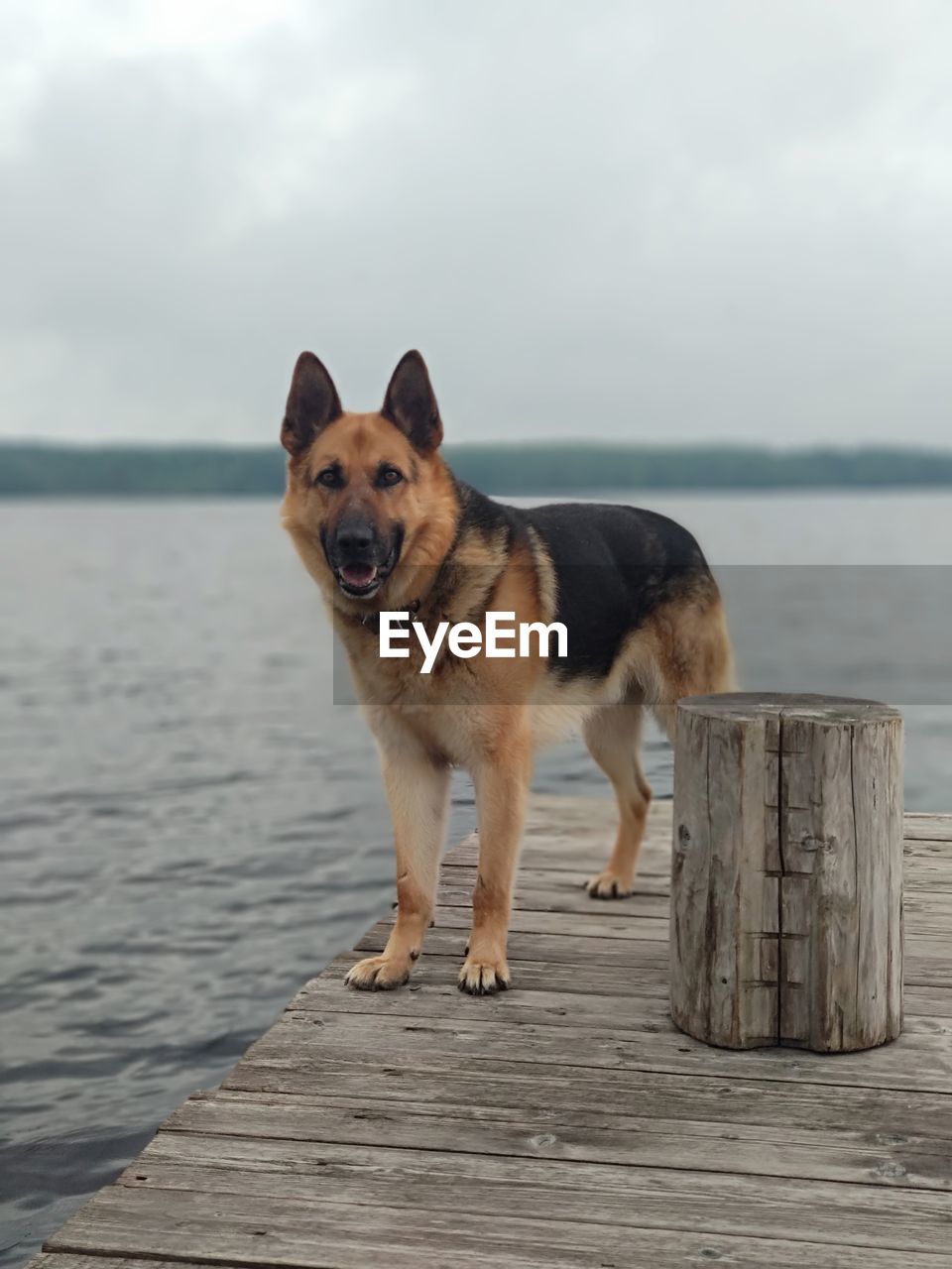 PORTRAIT OF DOG STANDING IN WATER