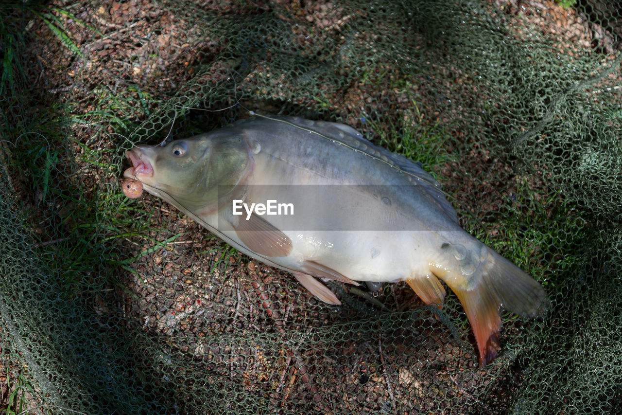 HIGH ANGLE VIEW OF FISH