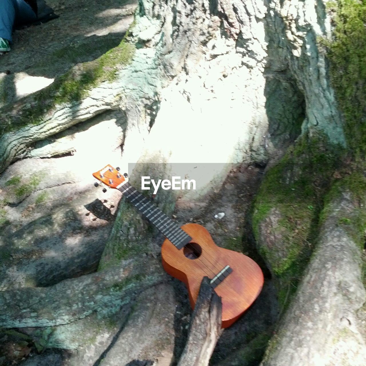 High angle view of acoustic guitar on tree