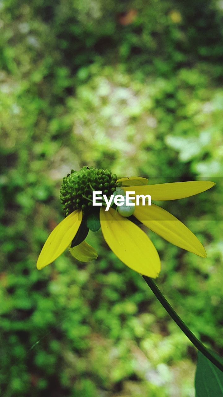 Close-up of yellow flower