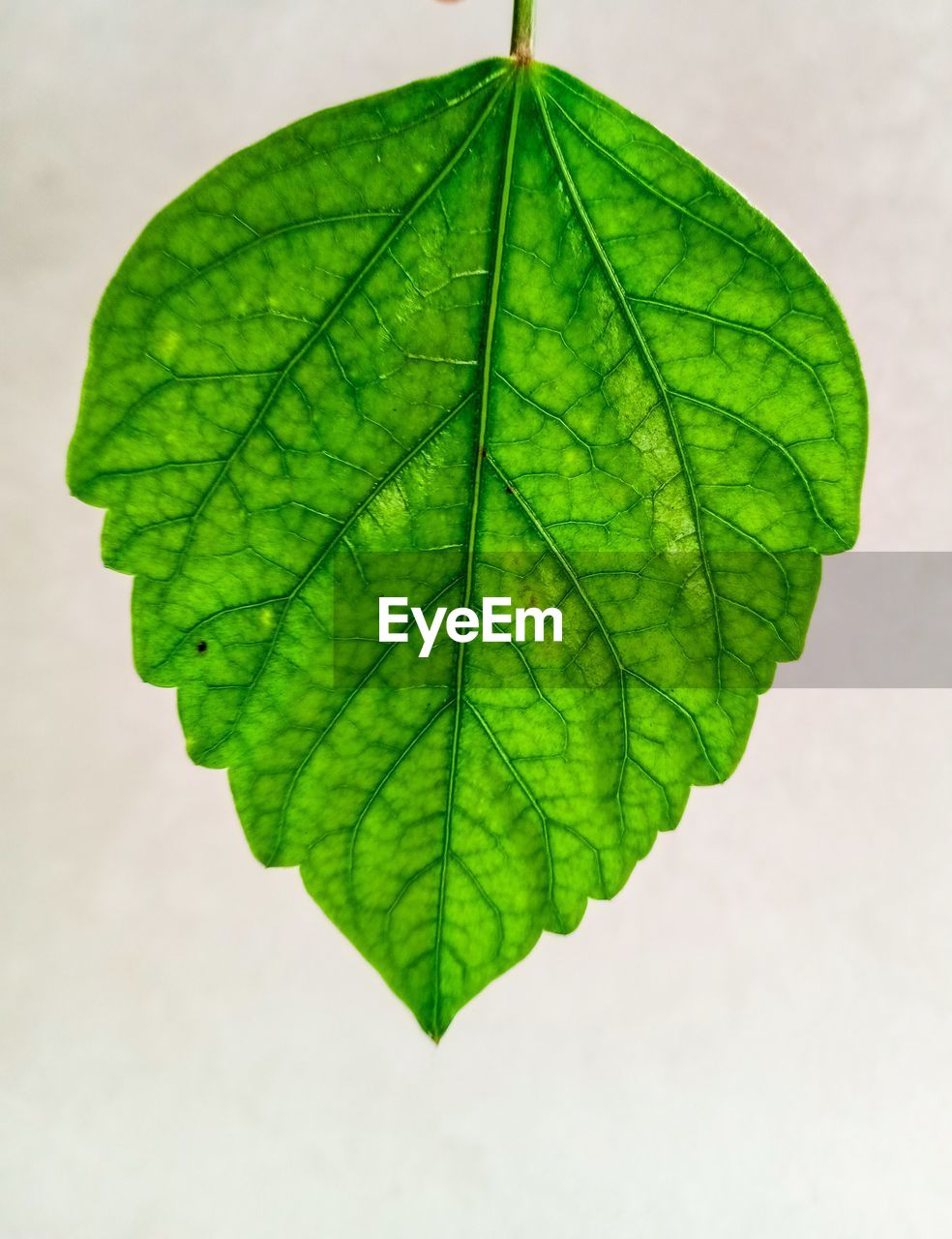 leaf, plant part, green, leaf vein, plant, tree, nature, plant stem, close-up, no people, maple leaf, branch, beauty in nature, outdoors, autumn, studio shot, pattern, fragility, growth, day, environment, single object