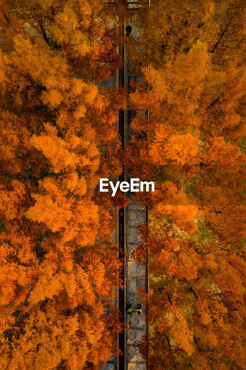 Directly above view of orange autumn trees at park