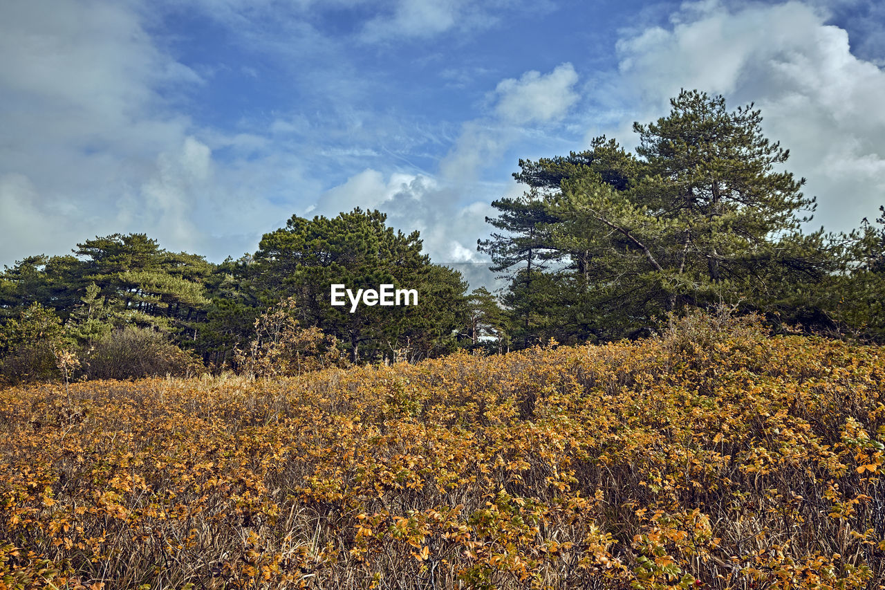 PLANTS GROWING ON FIELD AGAINST SKY