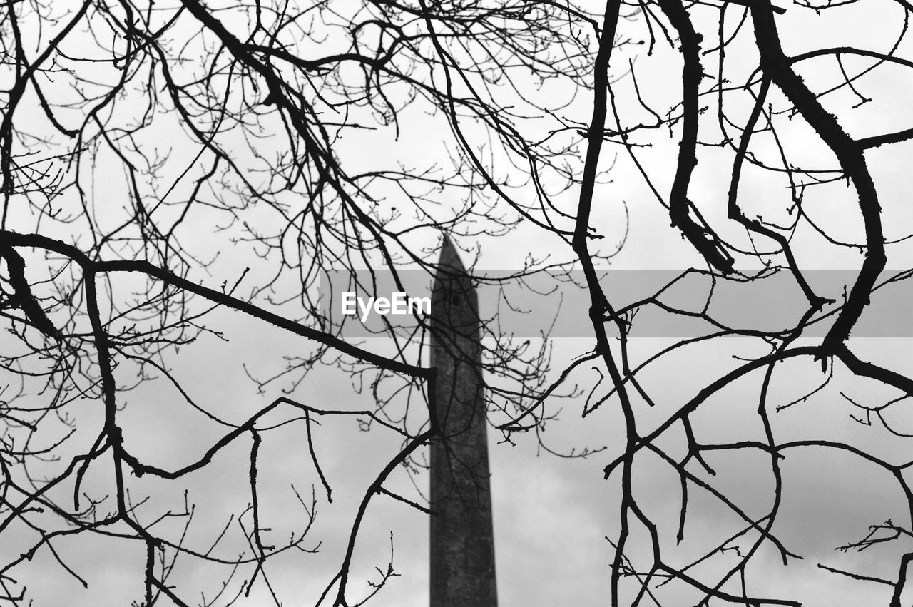 LOW ANGLE VIEW OF TREES AGAINST SKY