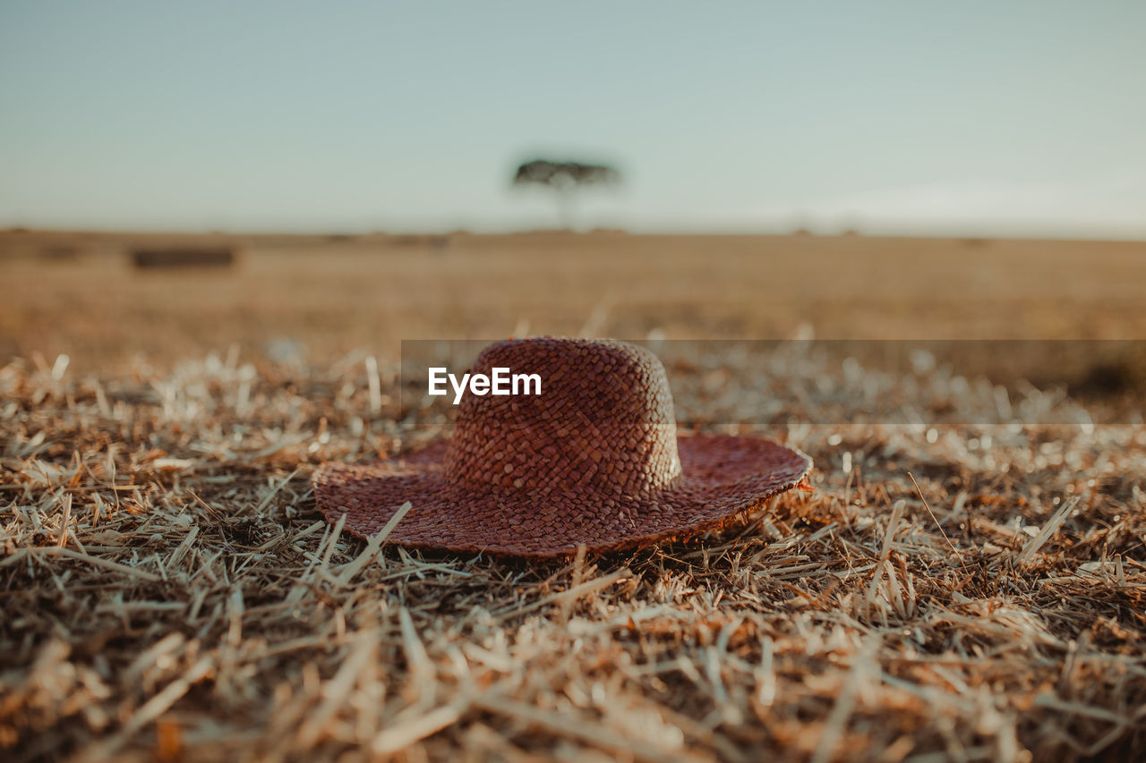 Close-up of dry grass on field