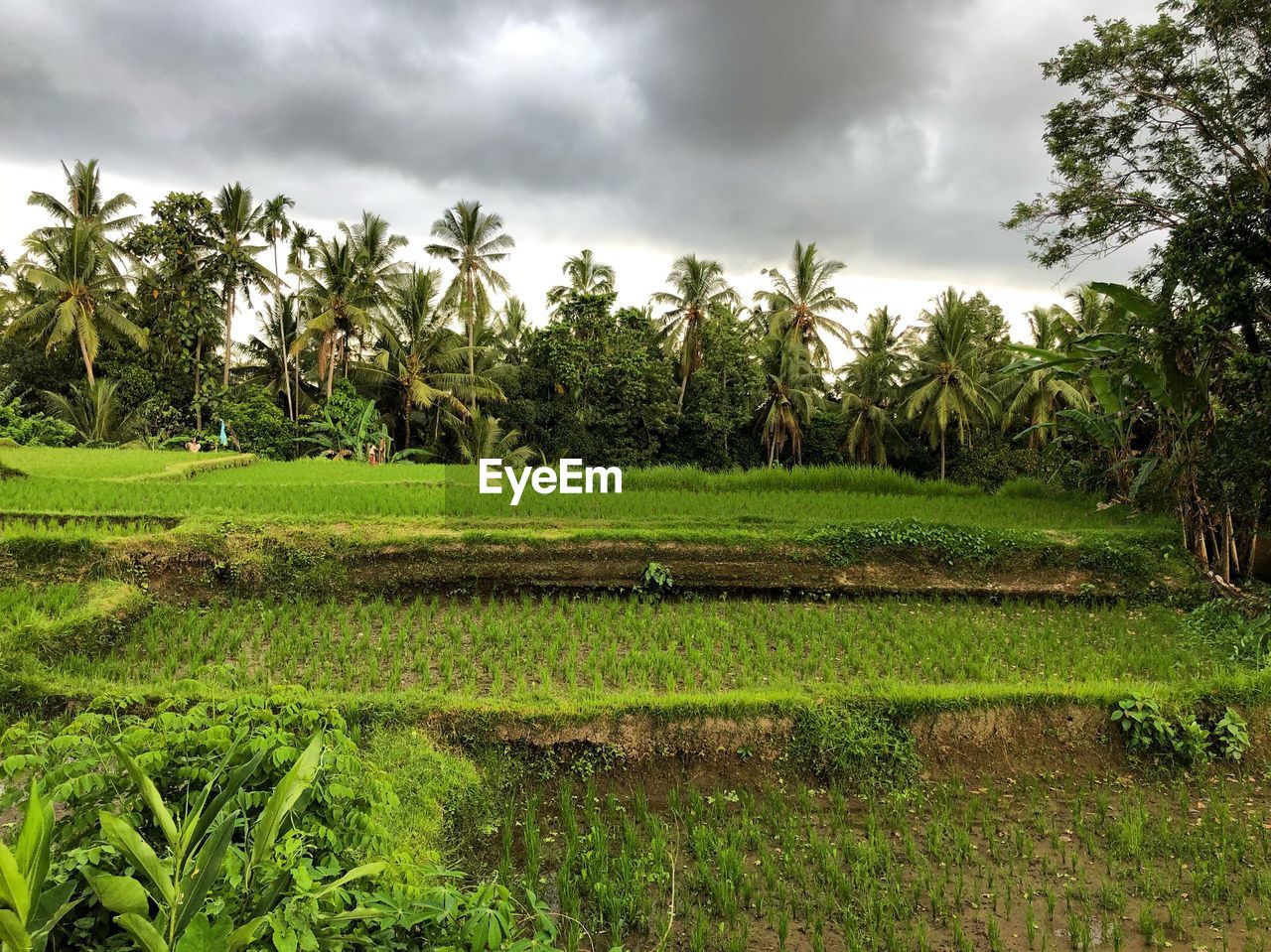 Scenic view of palm trees on field against sky