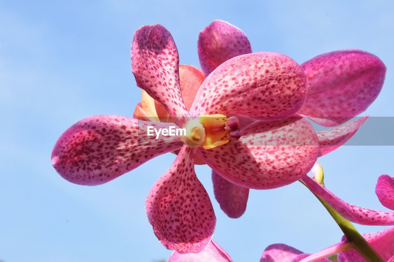 Close up of an orchid flower
