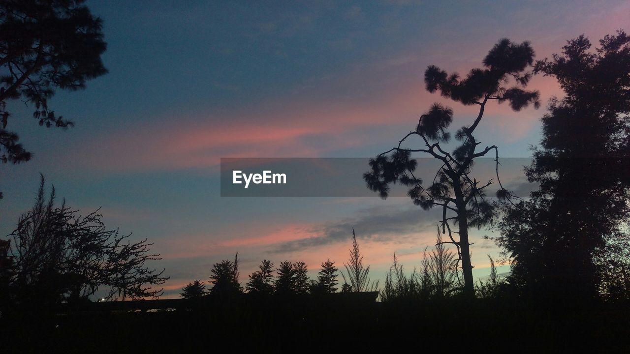 SILHOUETTE OF TREES AT SUNSET