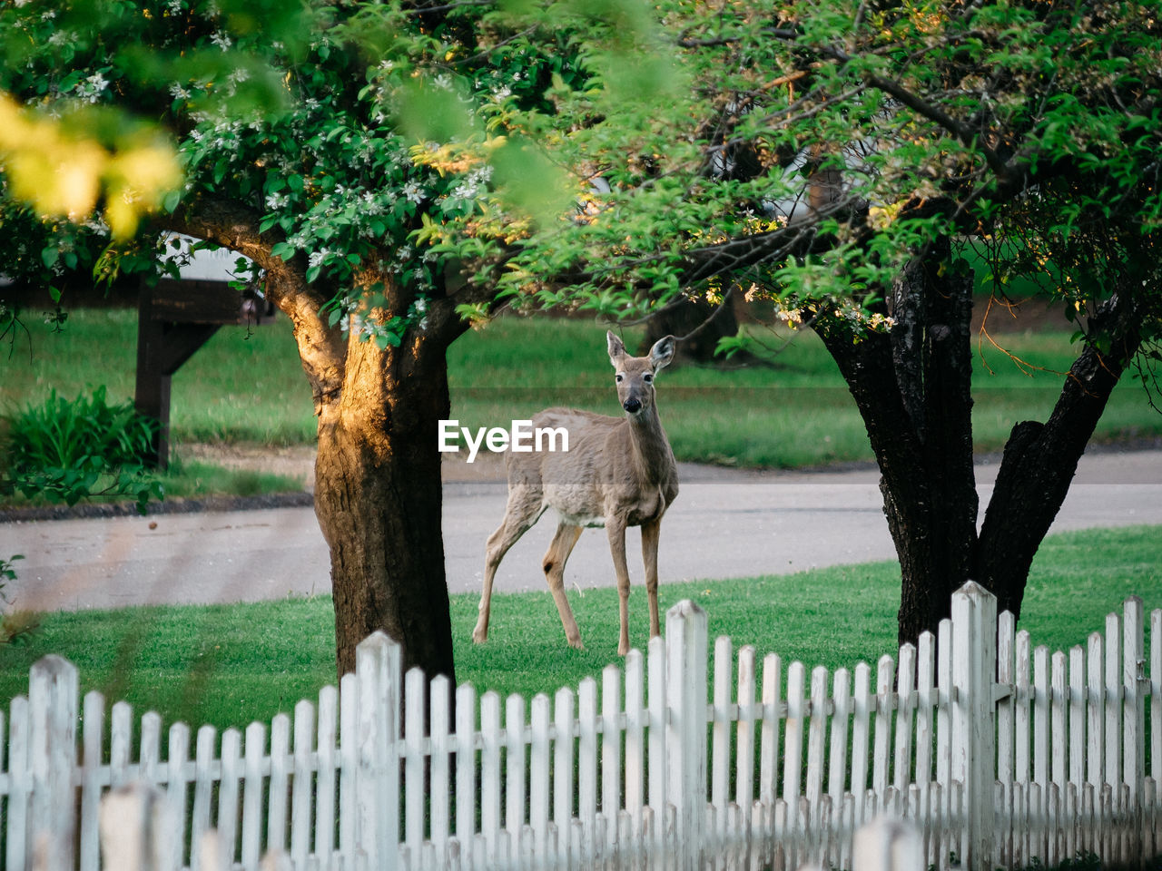 Deer standing on grassy field by tree and fence