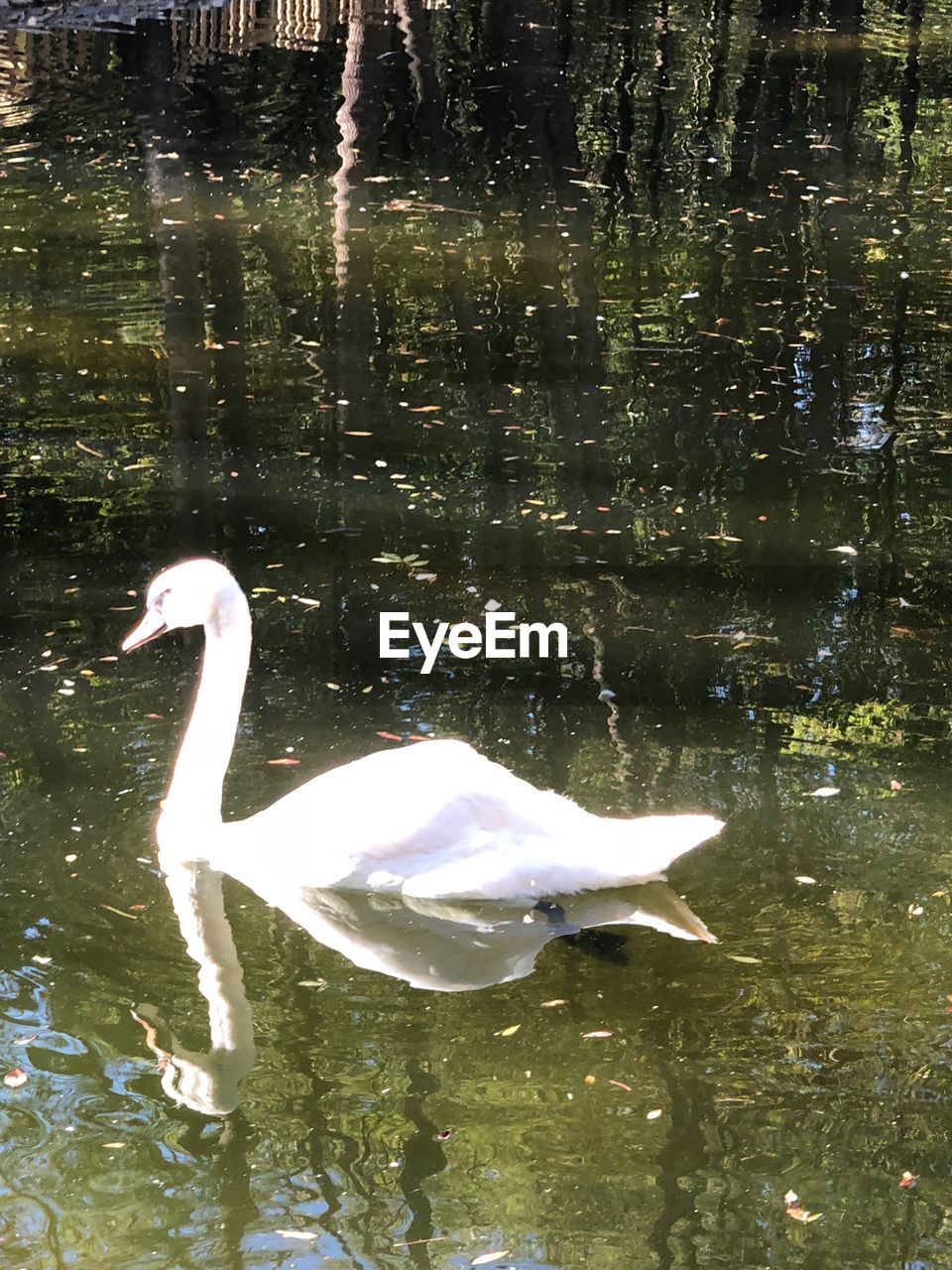 SWAN FLOATING IN LAKE