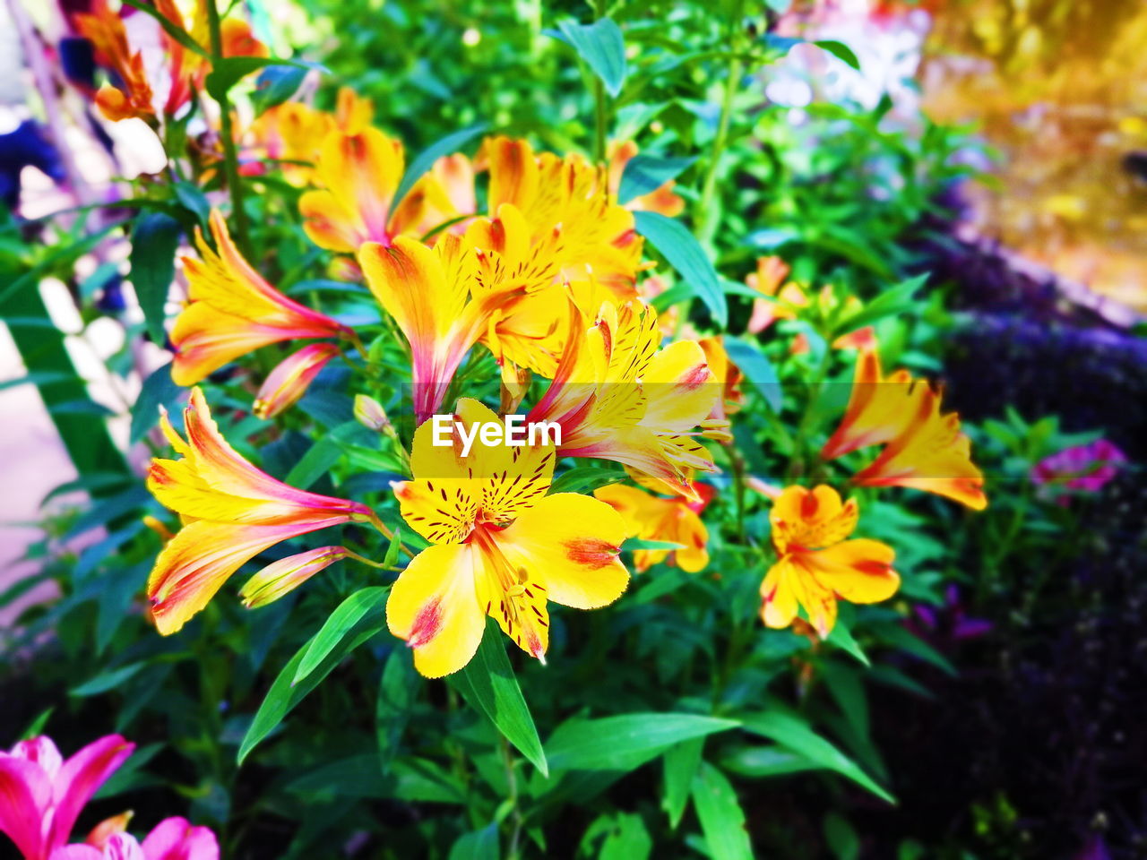 CLOSE-UP OF YELLOW FLOWER BLOOMING OUTDOORS