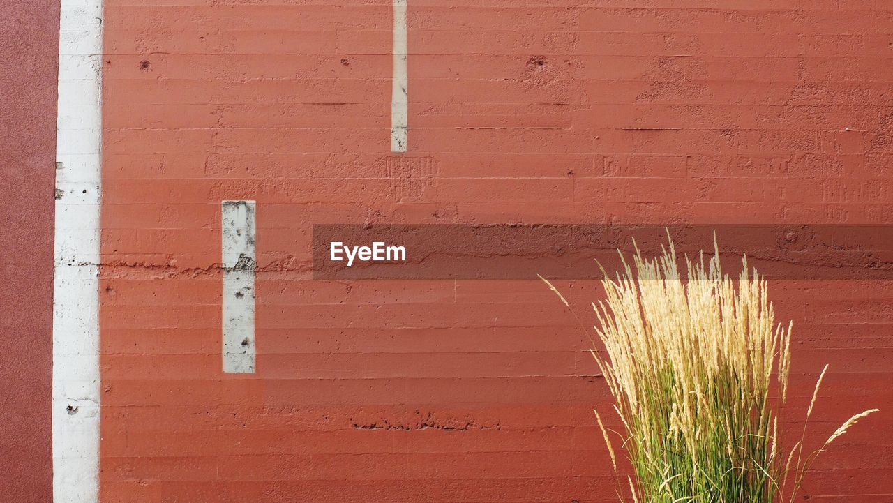 CLOSE-UP OF PLANT ON WALL