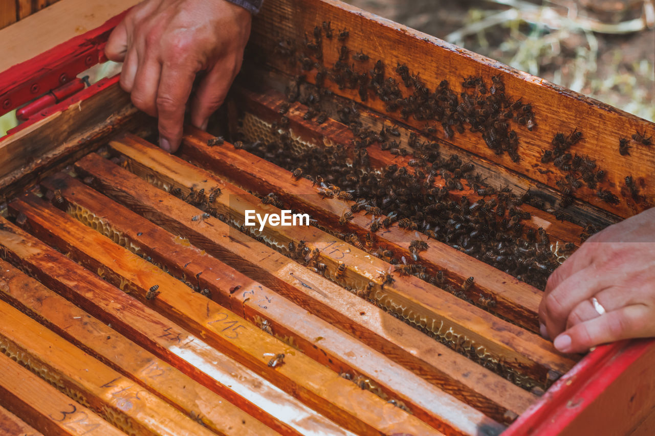 Close up of man opening beehive full of honey frames