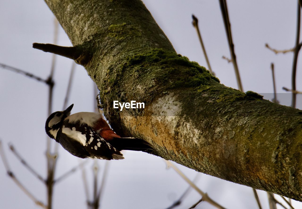 animal, animal themes, branch, tree, animal wildlife, nature, close-up, wildlife, one animal, plant, bird, green, no people, macro photography, leaf, focus on foreground, flower, low angle view, outdoors, tree trunk, trunk, day, perching, spring