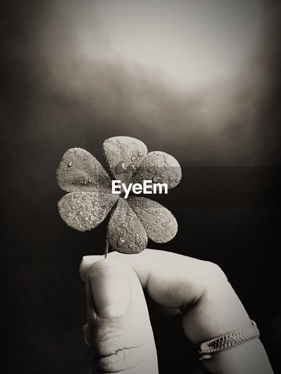 Close-up of human hand holding wet clover at night