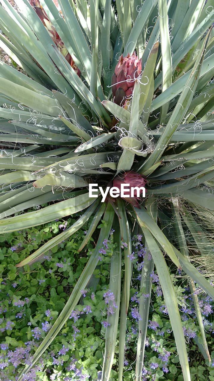 PLANTS GROWING ON TREE