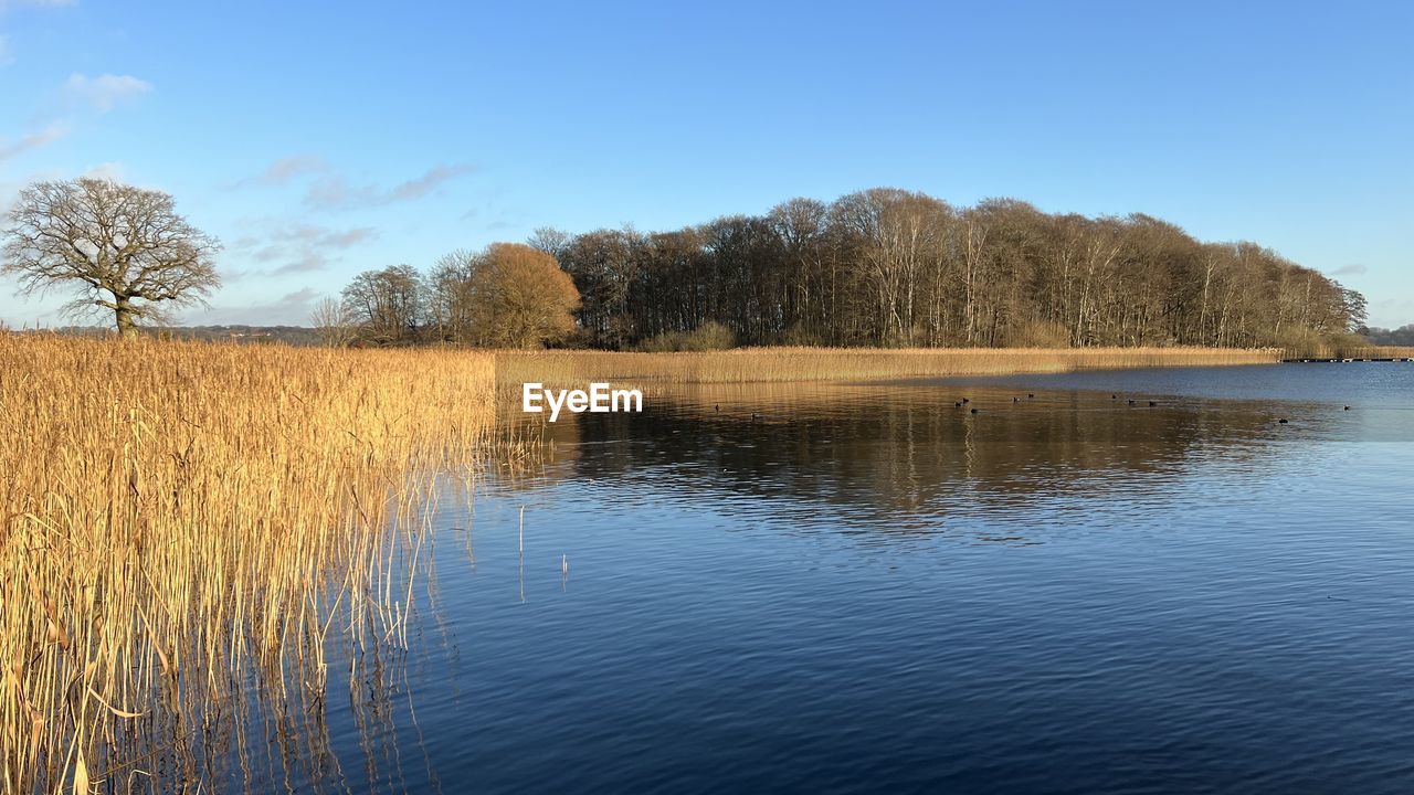 water, reflection, sky, plant, scenics - nature, tree, tranquility, beauty in nature, nature, tranquil scene, lake, body of water, landscape, no people, reservoir, land, blue, shore, morning, environment, day, non-urban scene, clear sky, outdoors, idyllic, travel destinations, cloud