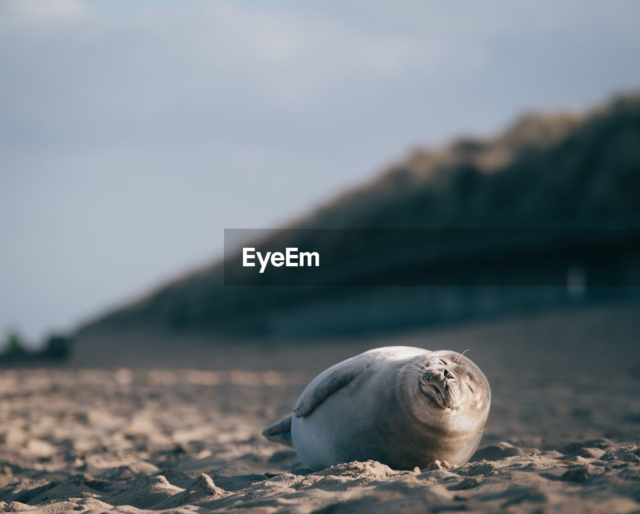 Close-up of sea lion on beach