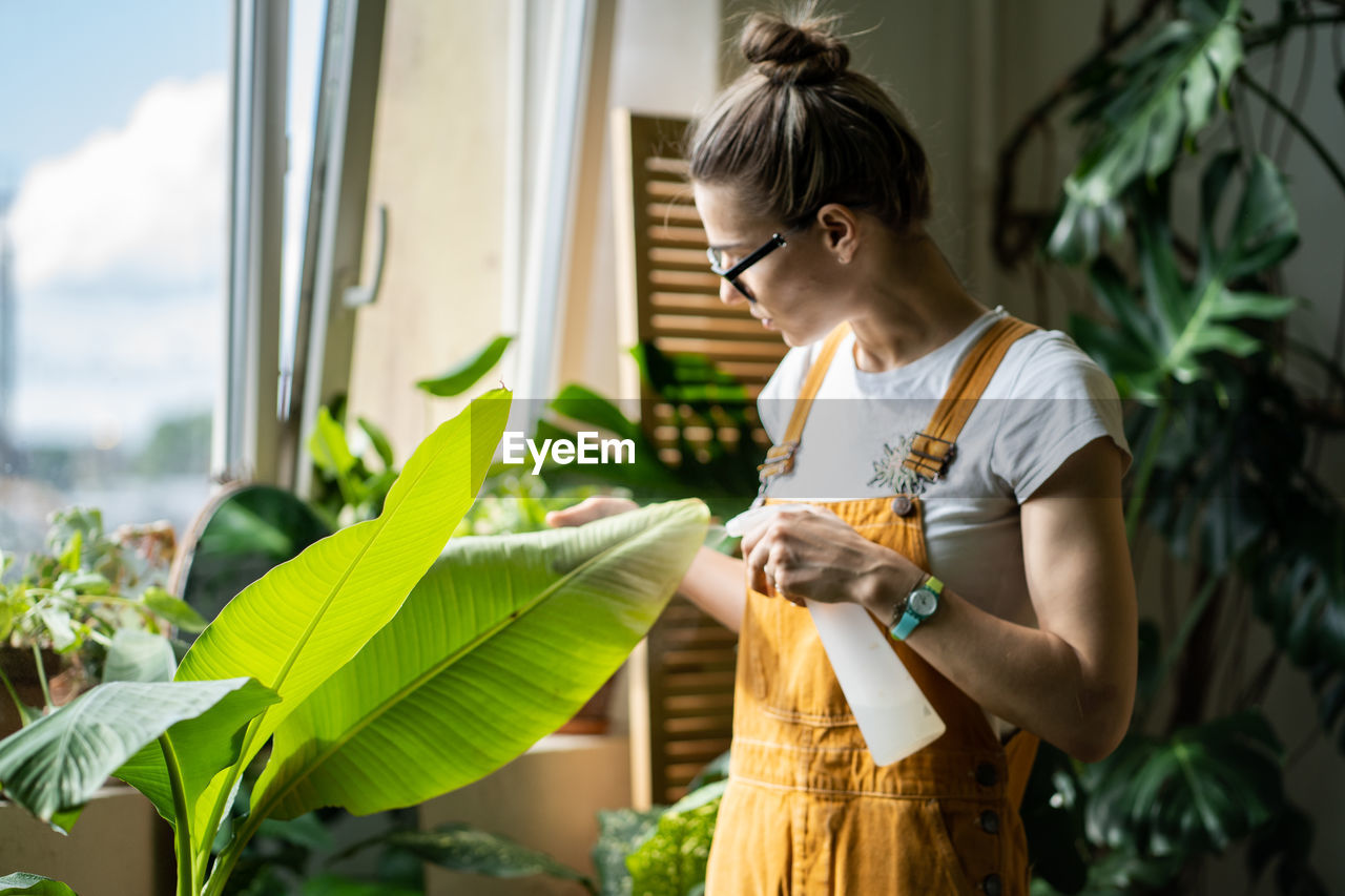 Woman gardener in orange overalls spraying banana palm houseplant, moisturizes leaves. defocused.