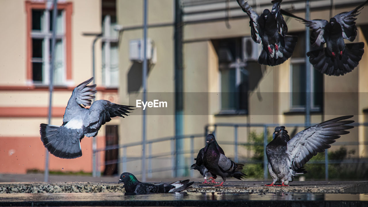 Pigeons landing on a fountain in sombor, serbia