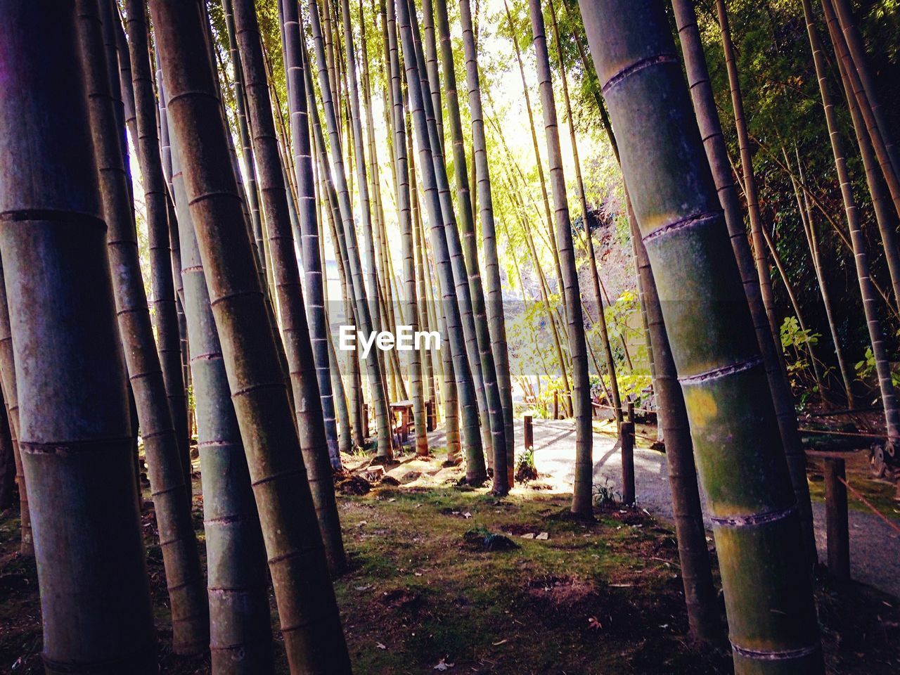 VIEW OF TREES IN FOREST