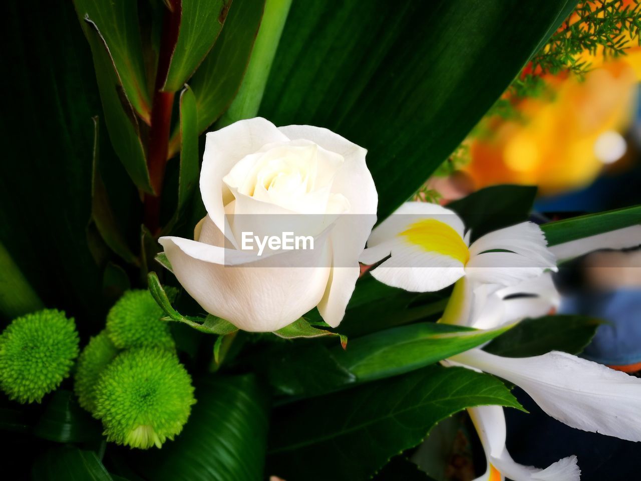 CLOSE-UP OF FLOWER BLOOMING