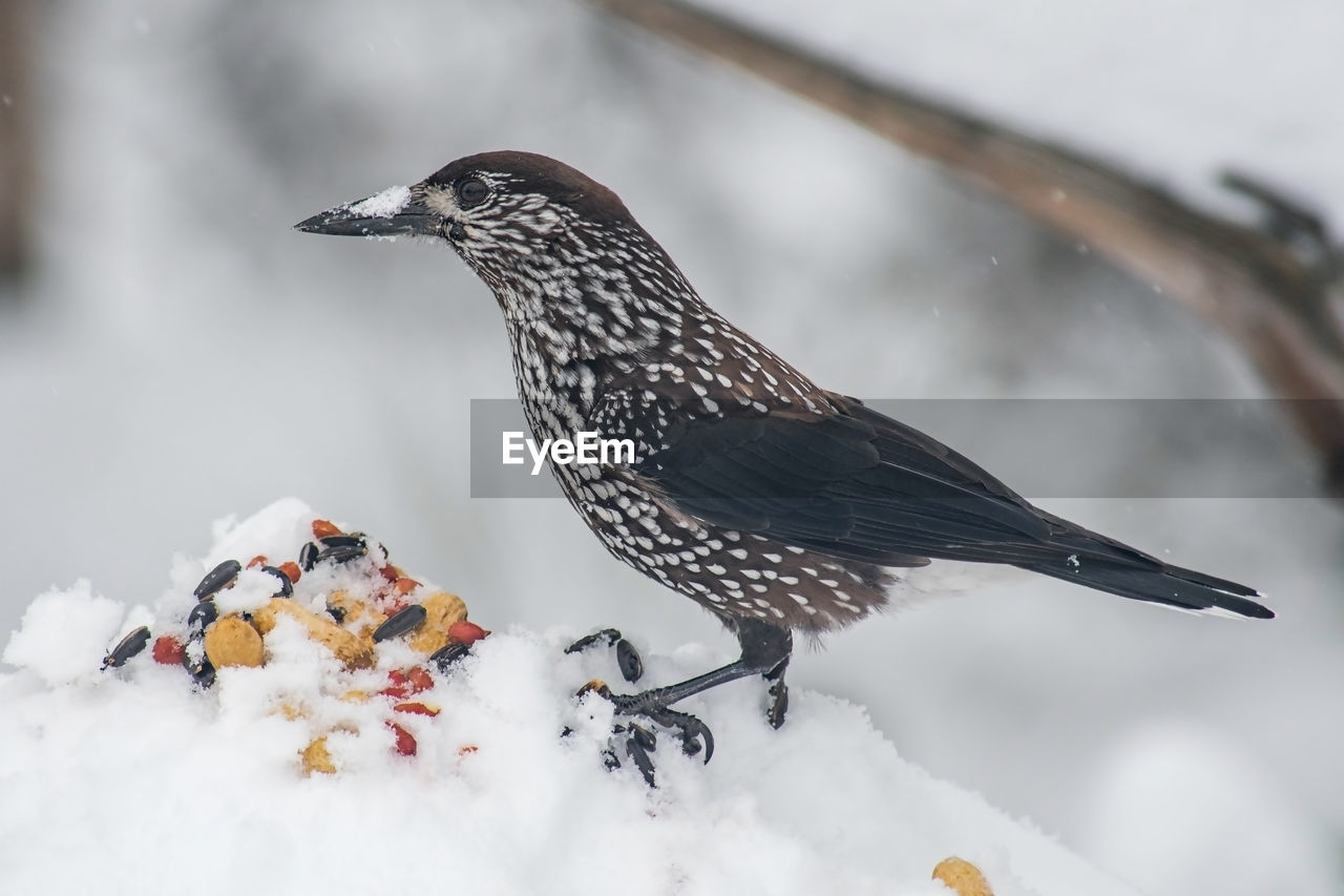 BIRD PERCHING ON SNOW COVERED