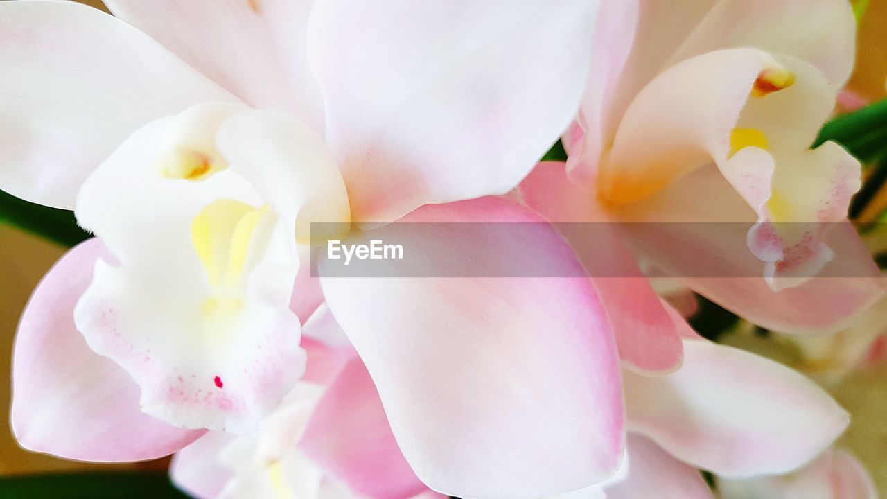 CLOSE-UP OF PINK FLOWERS