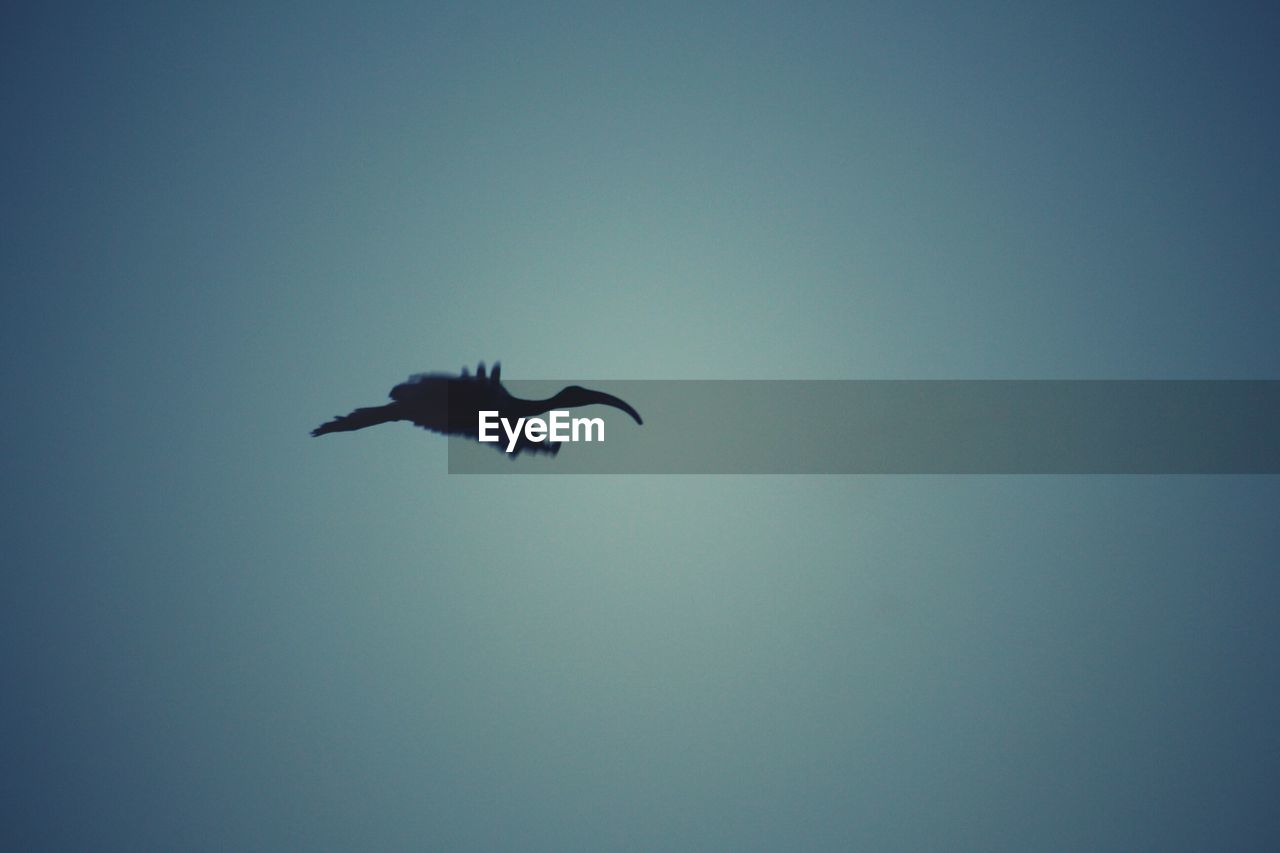 LOW ANGLE VIEW OF BIRD FLYING IN CLEAR SKY