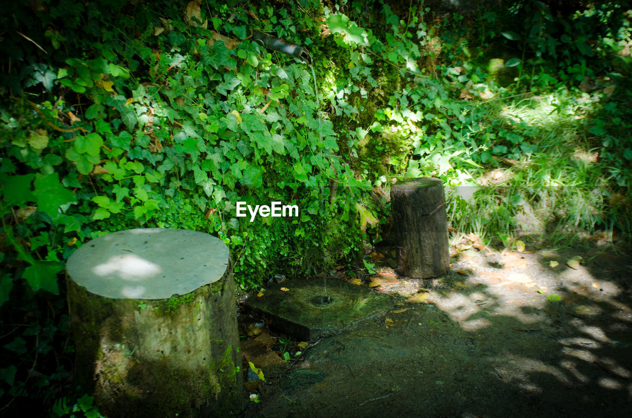 PLANTS AND TREES GROWING OUTDOORS