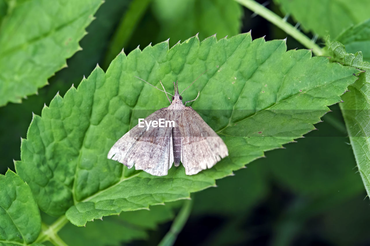CLOSE-UP OF BUTTERFLY ON PLANT