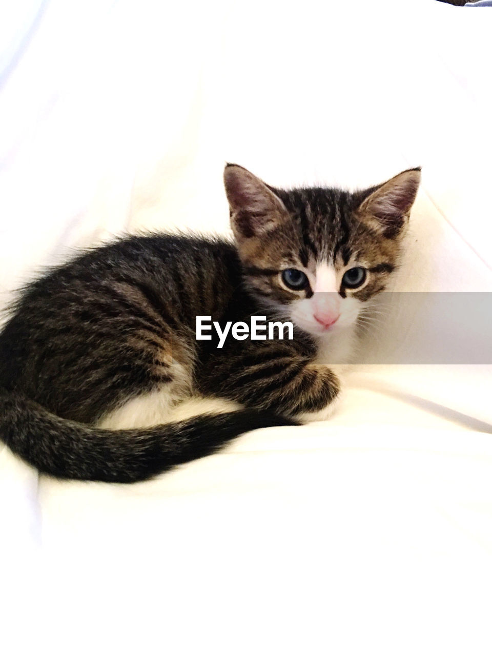 CLOSE-UP PORTRAIT OF A CAT SITTING