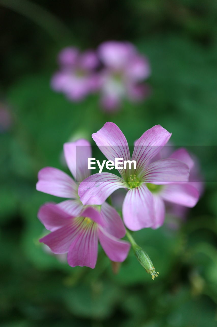 flower, flowering plant, plant, freshness, beauty in nature, close-up, pink, petal, nature, flower head, macro photography, fragility, inflorescence, purple, wildflower, no people, focus on foreground, growth, outdoors, green, botany, blossom, plant part, leaf, springtime, summer, selective focus