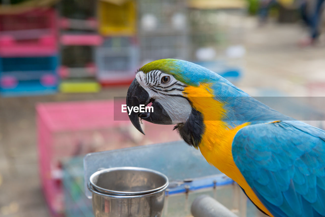 Close-up of gold and blue macaw perching outdoors