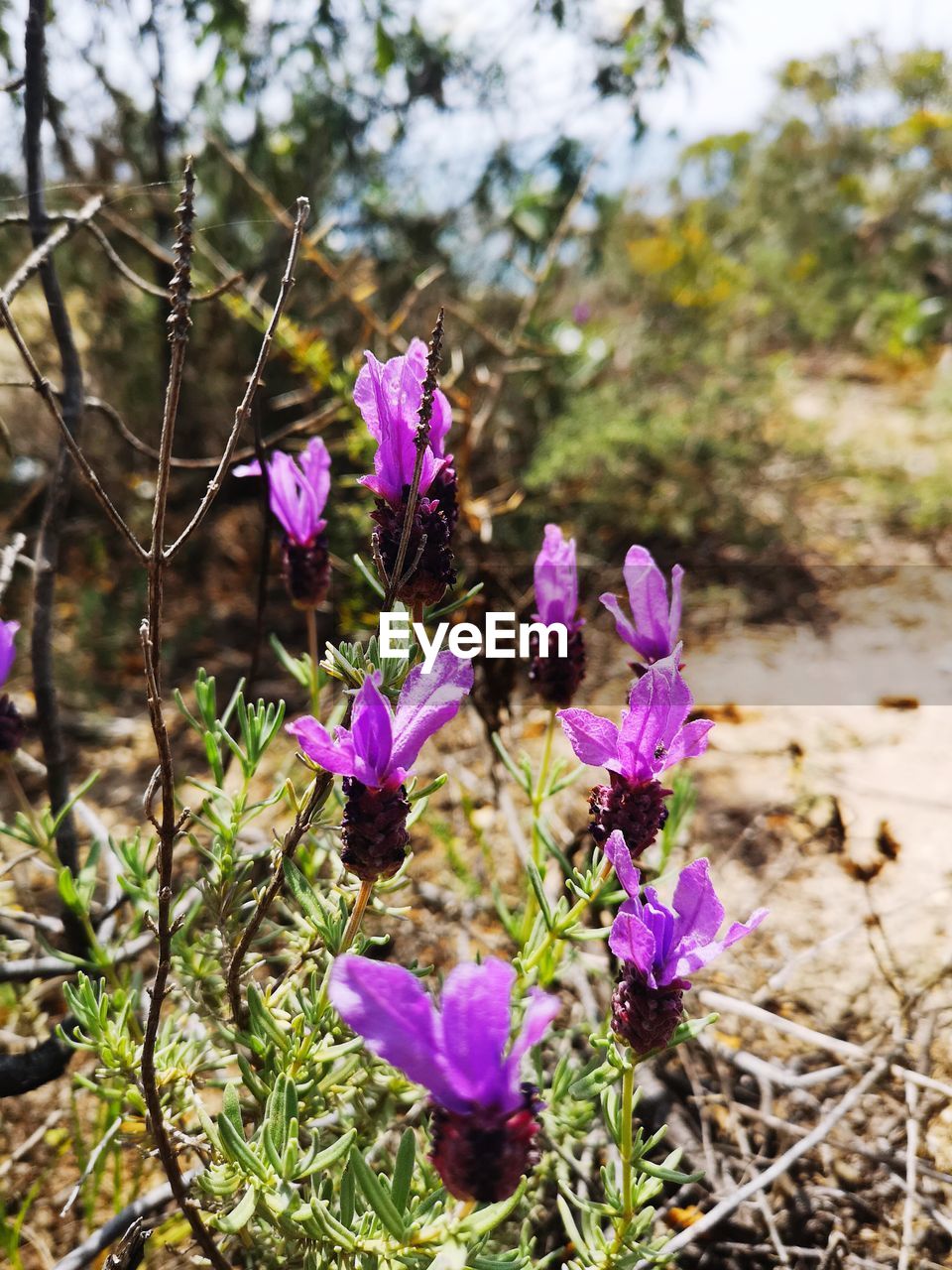 CLOSE-UP OF PURPLE FLOWERING PLANT