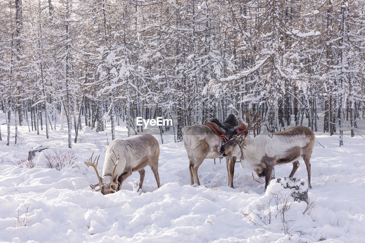 snow, winter, mammal, animal, cold temperature, animal themes, animal wildlife, tree, domestic animals, nature, group of animals, land, plant, wildlife, environment, landscape, livestock, white, reindeer, forest, beauty in nature, deer, pet, outdoors, scenics - nature, field, no people, vehicle, horse, day