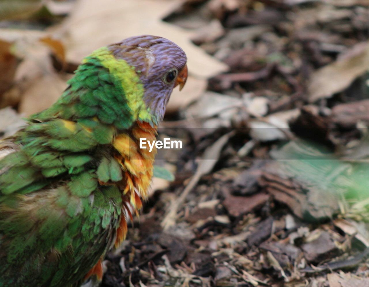 Close-up of parrot