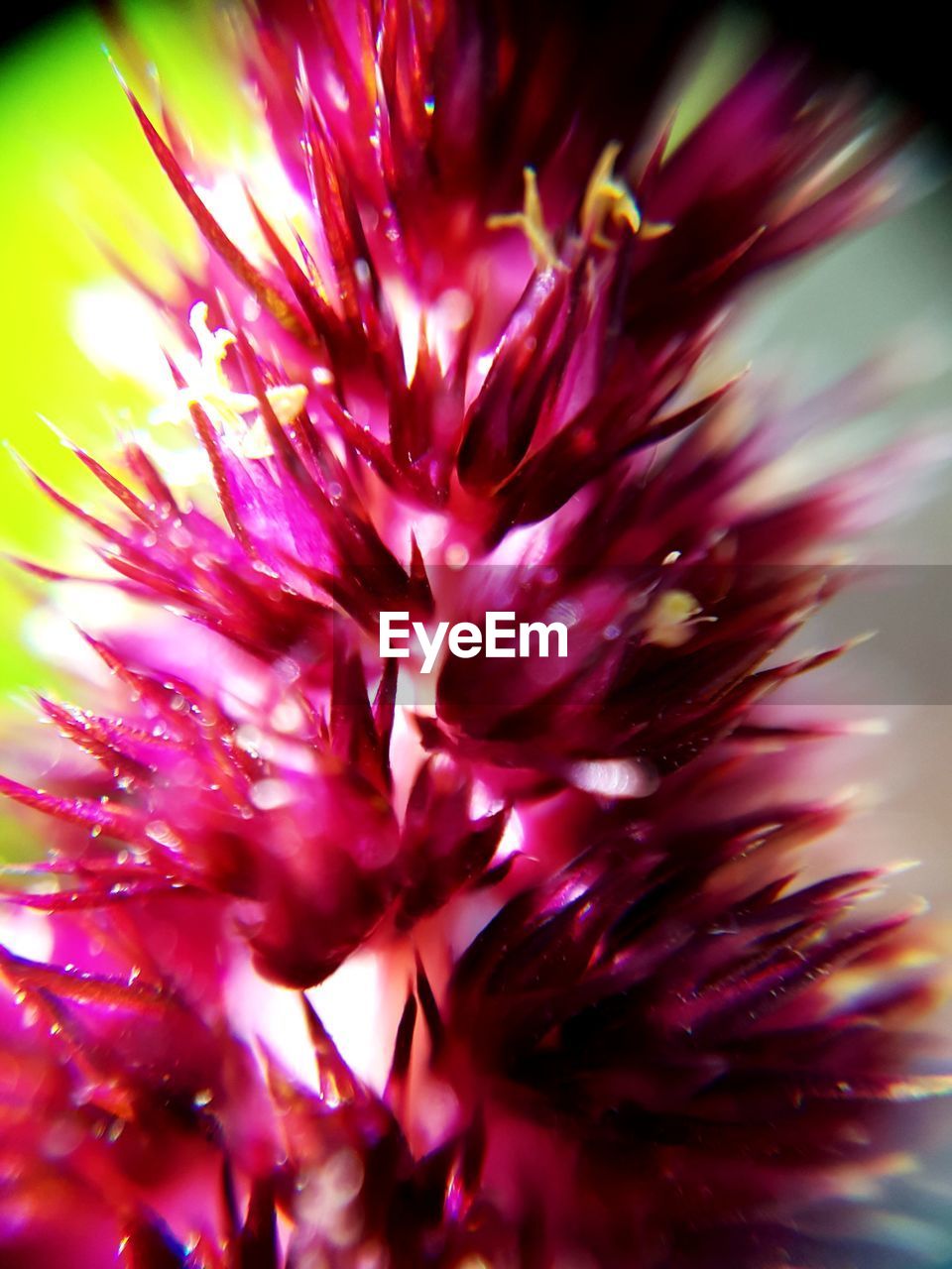 CLOSE-UP OF PURPLE FLOWER PLANT